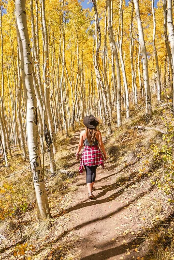 A hiker on a trail through golden aspens in fall